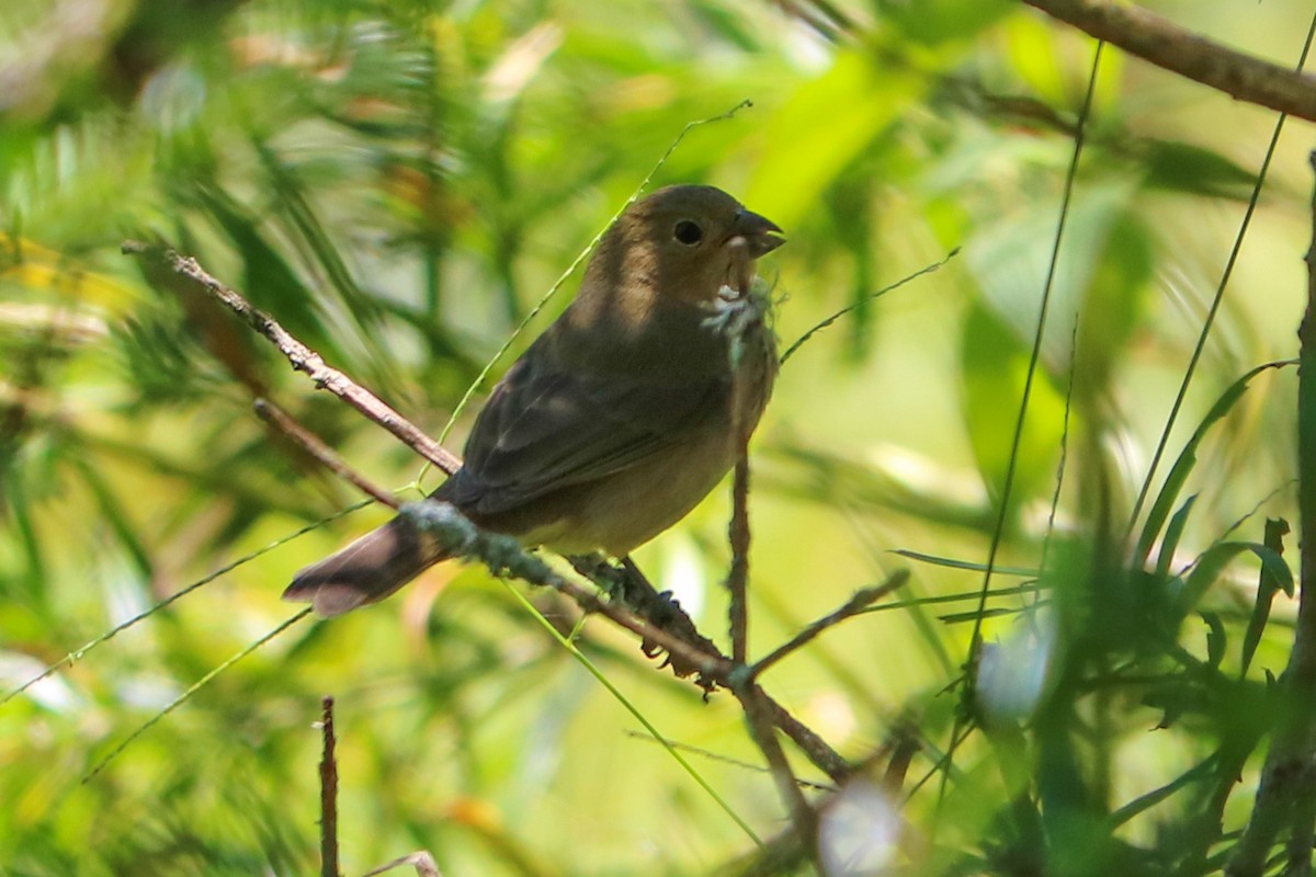 Double-collared Seedeater - ML128393041