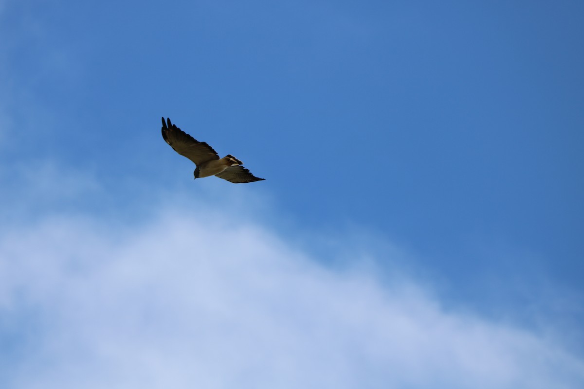 White-tailed Hawk - Josi Guimarães
