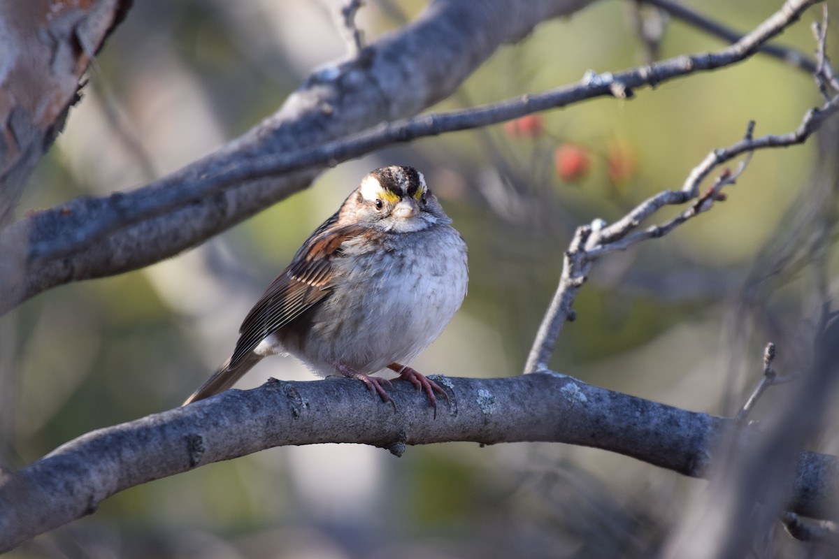 White-throated Sparrow - ML128395751