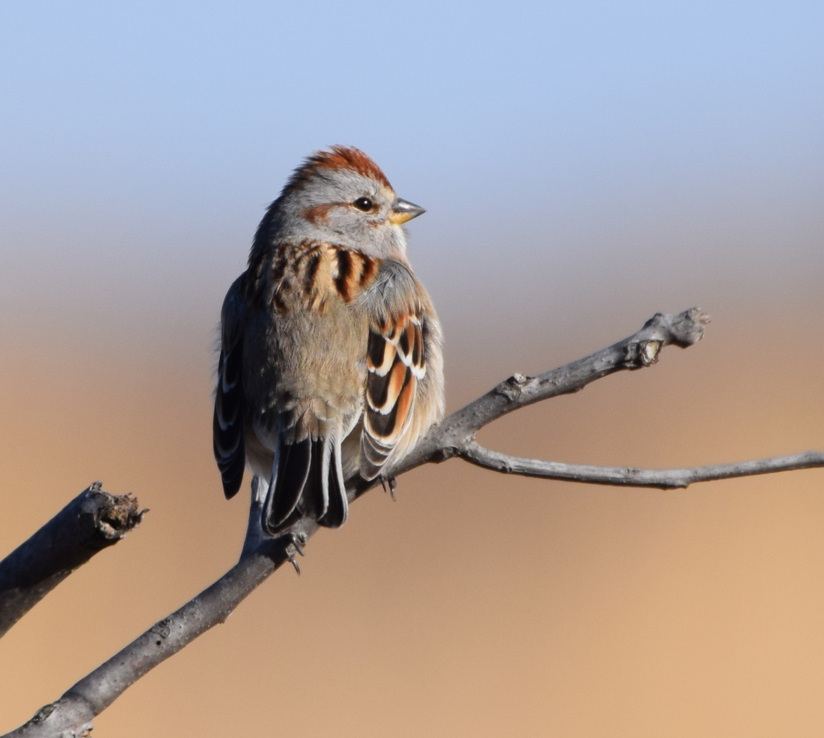 American Tree Sparrow - Paul Clifford