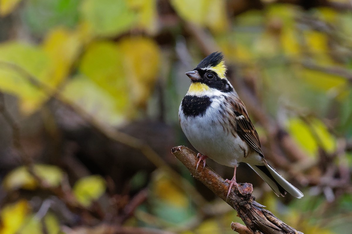 Yellow-throated Bunting - Vincent Wang