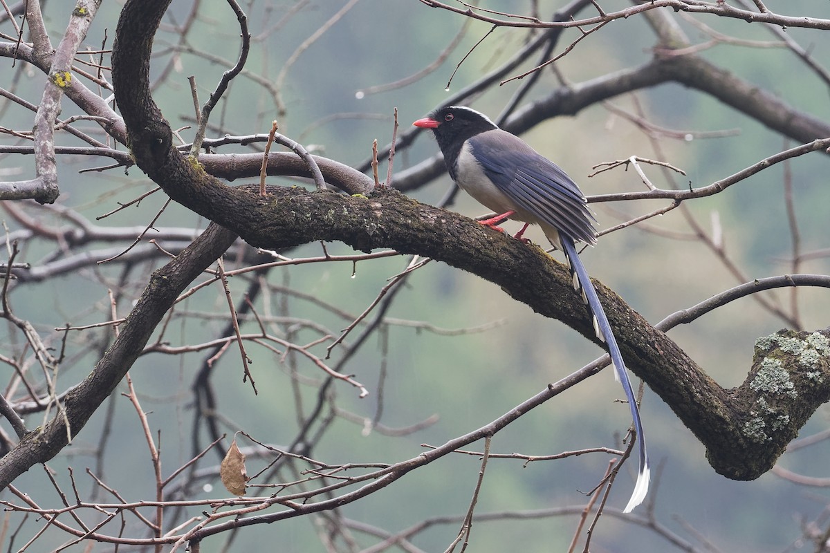 Red-billed Blue-Magpie - Vincent Wang