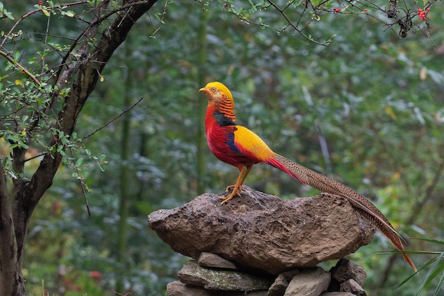 Golden Pheasant - eBird