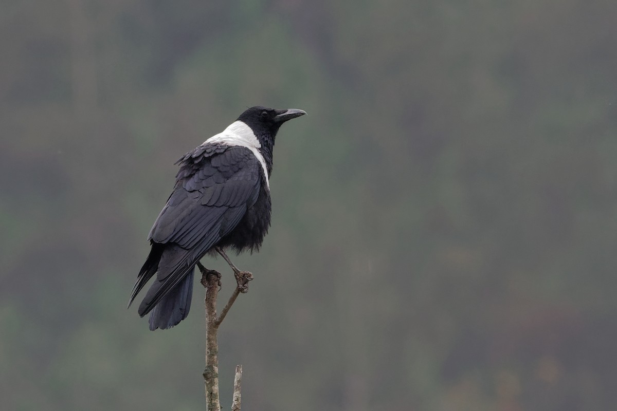 Collared Crow - Vincent Wang