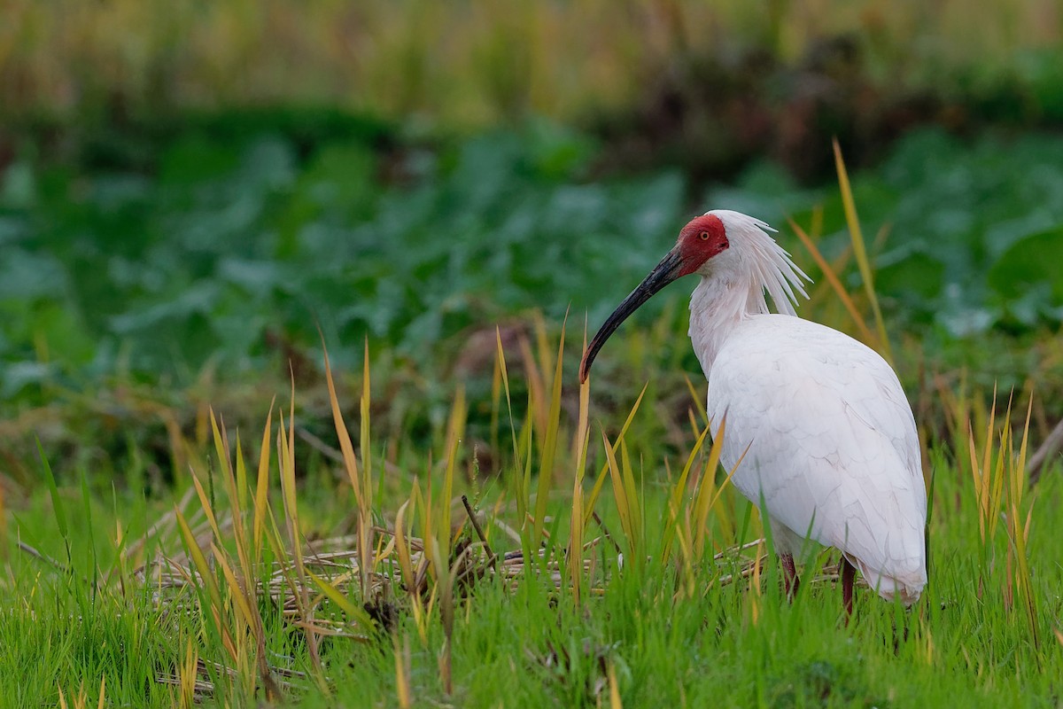 Crested Ibis - ML128399181