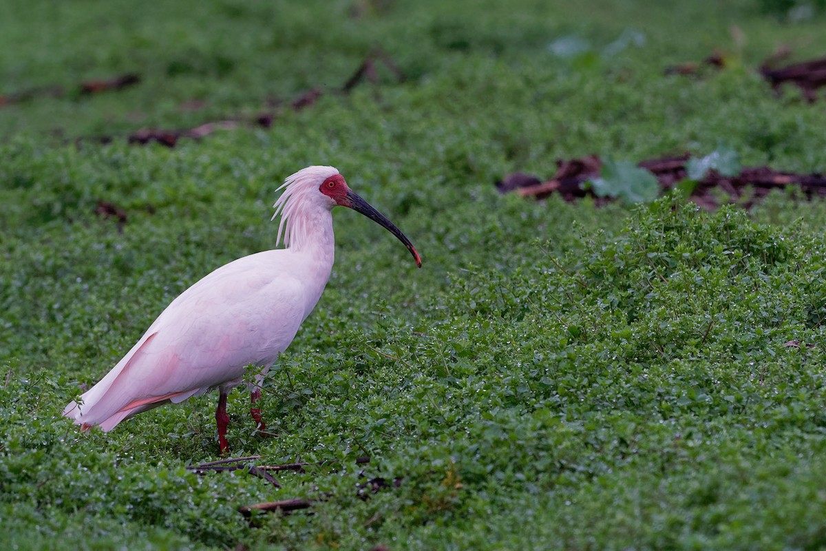 Crested Ibis - ML128399191