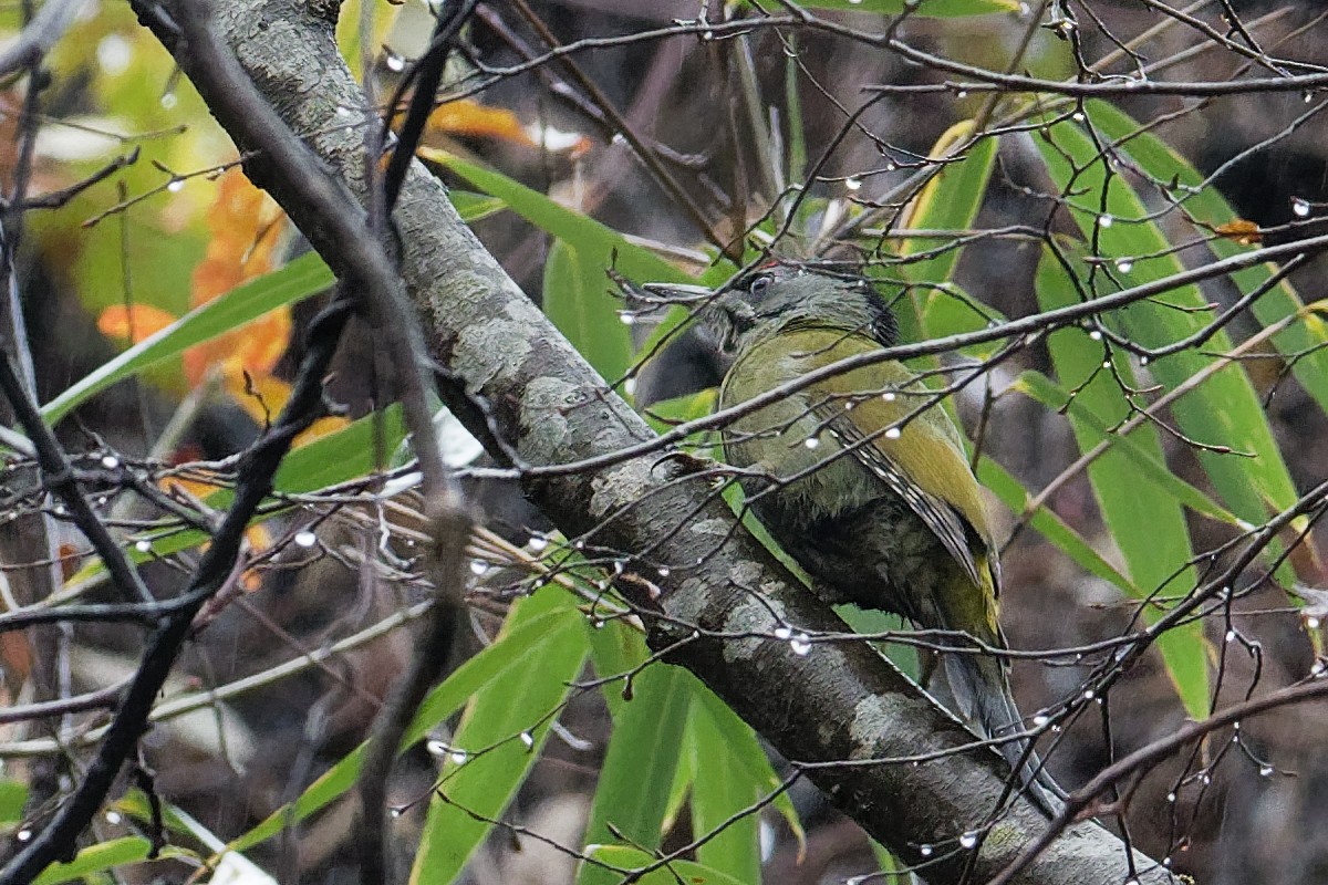 Gray-headed Woodpecker (Black-naped) - ML128399221