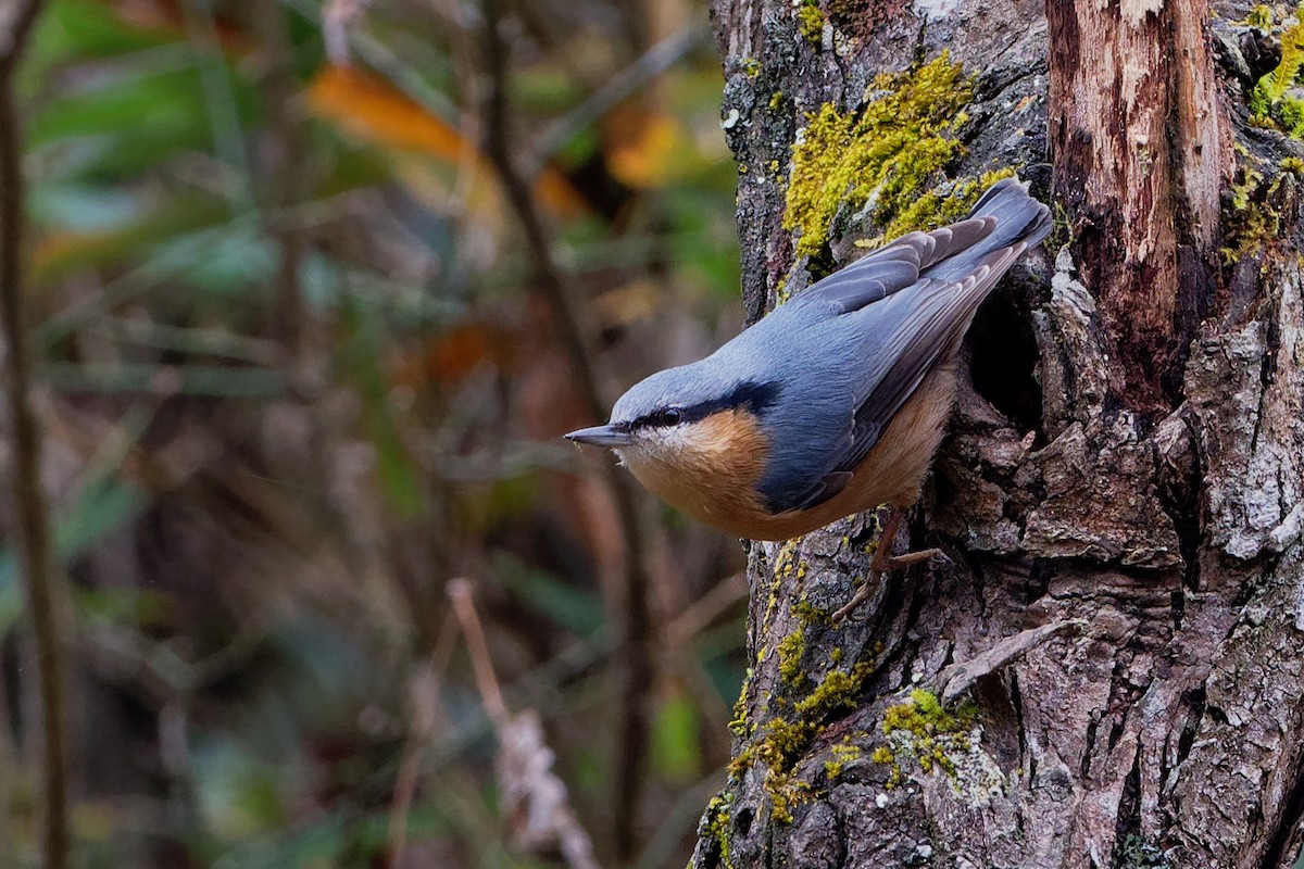 Eurasian Nuthatch (Chinese) - ML128399341