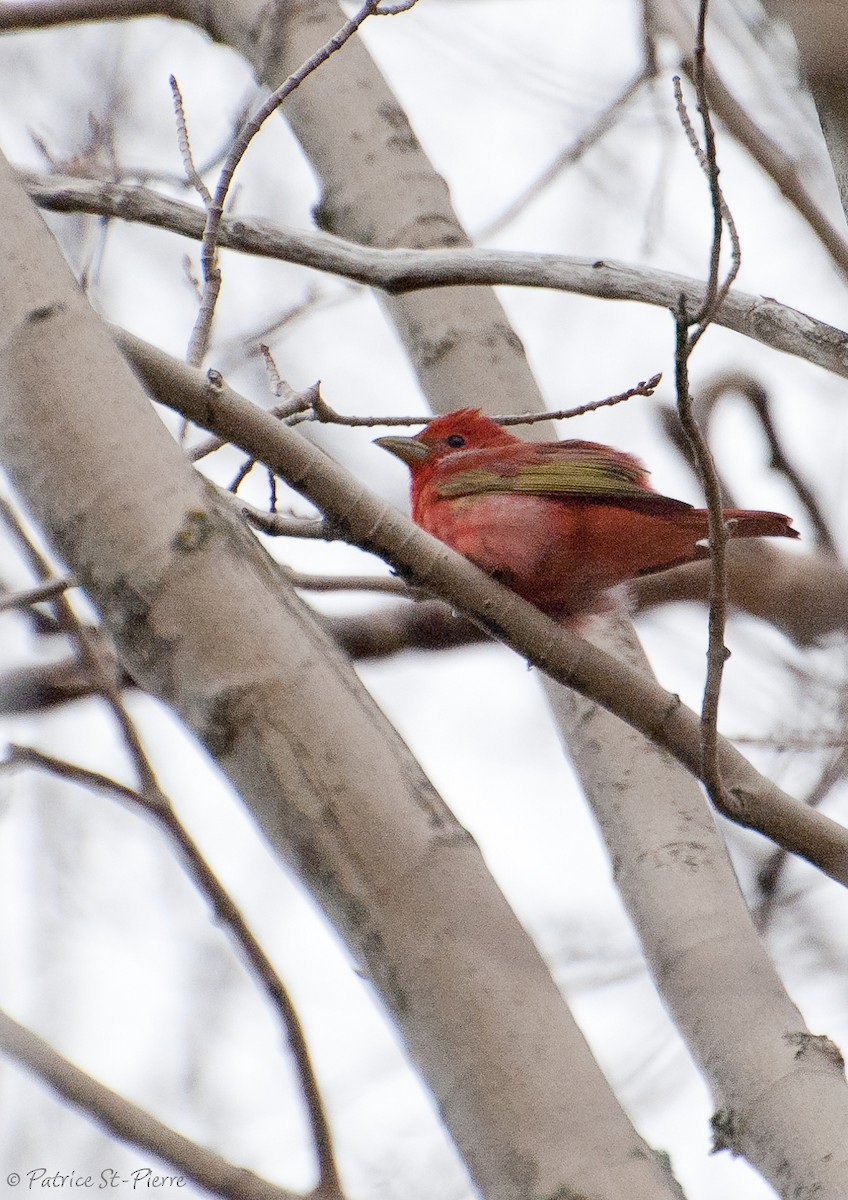 Summer Tanager - Patrice St-Pierre