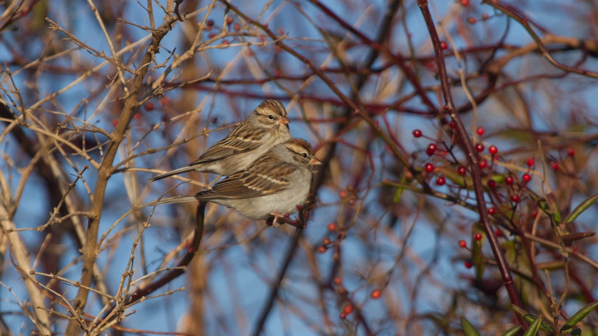 Chipping Sparrow - ML128400141