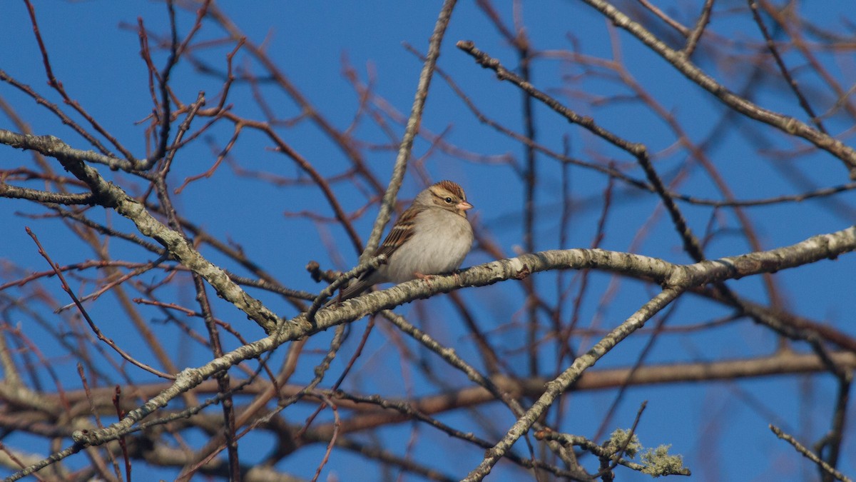 Chipping Sparrow - ML128400151