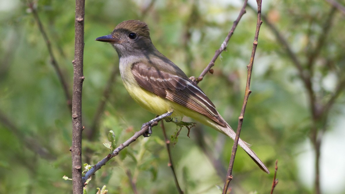 Great Crested Flycatcher - ML128400801