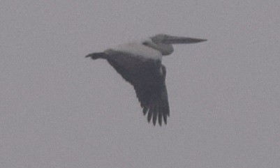 Spot-billed Pelican - Hareesha AS