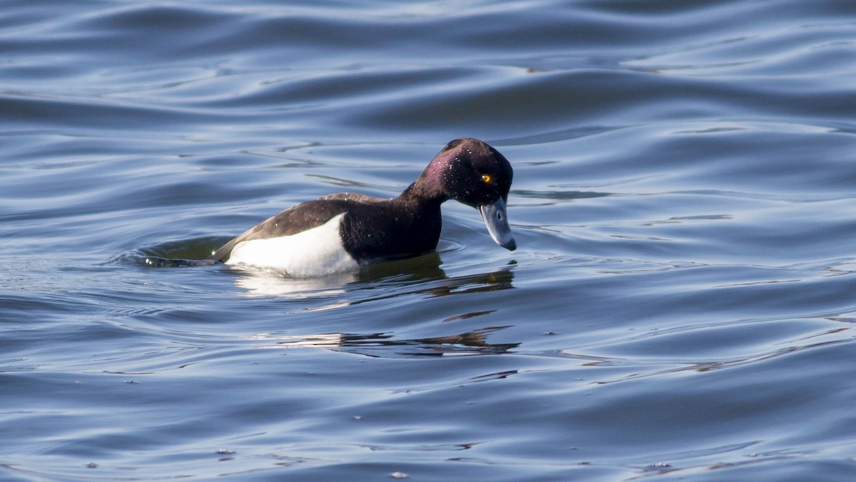 Tufted Duck - ML128402721