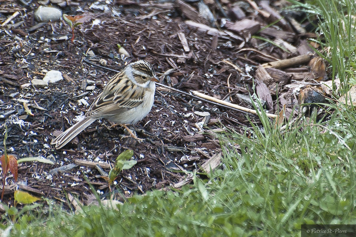 Clay-colored Sparrow - Patrice St-Pierre