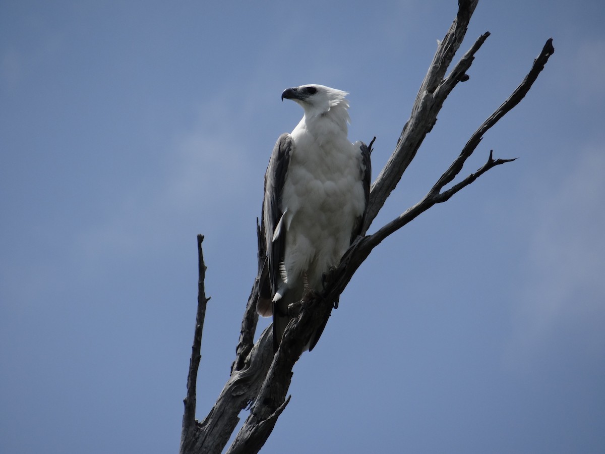 White-bellied Sea-Eagle - Dan Pendavingh