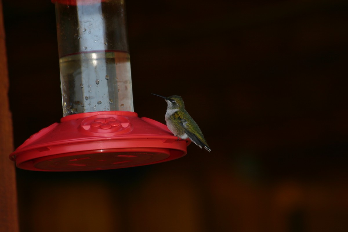 Ruby-throated Hummingbird - ML128405601