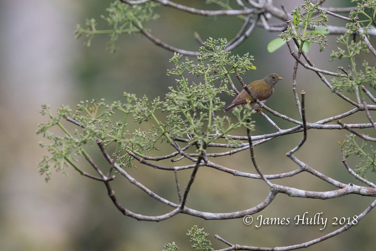 Yellow-footed Honeyguide - ML128406161
