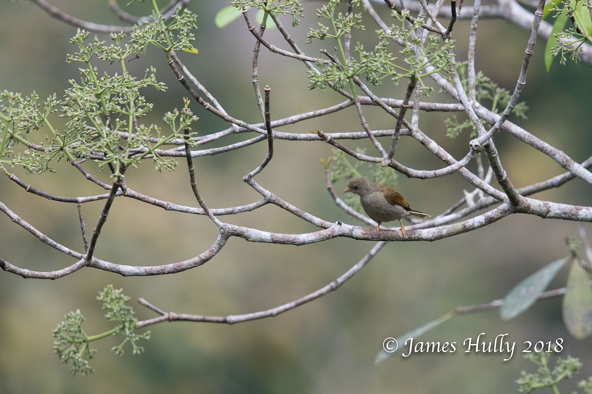 Yellow-footed Honeyguide - ML128406201