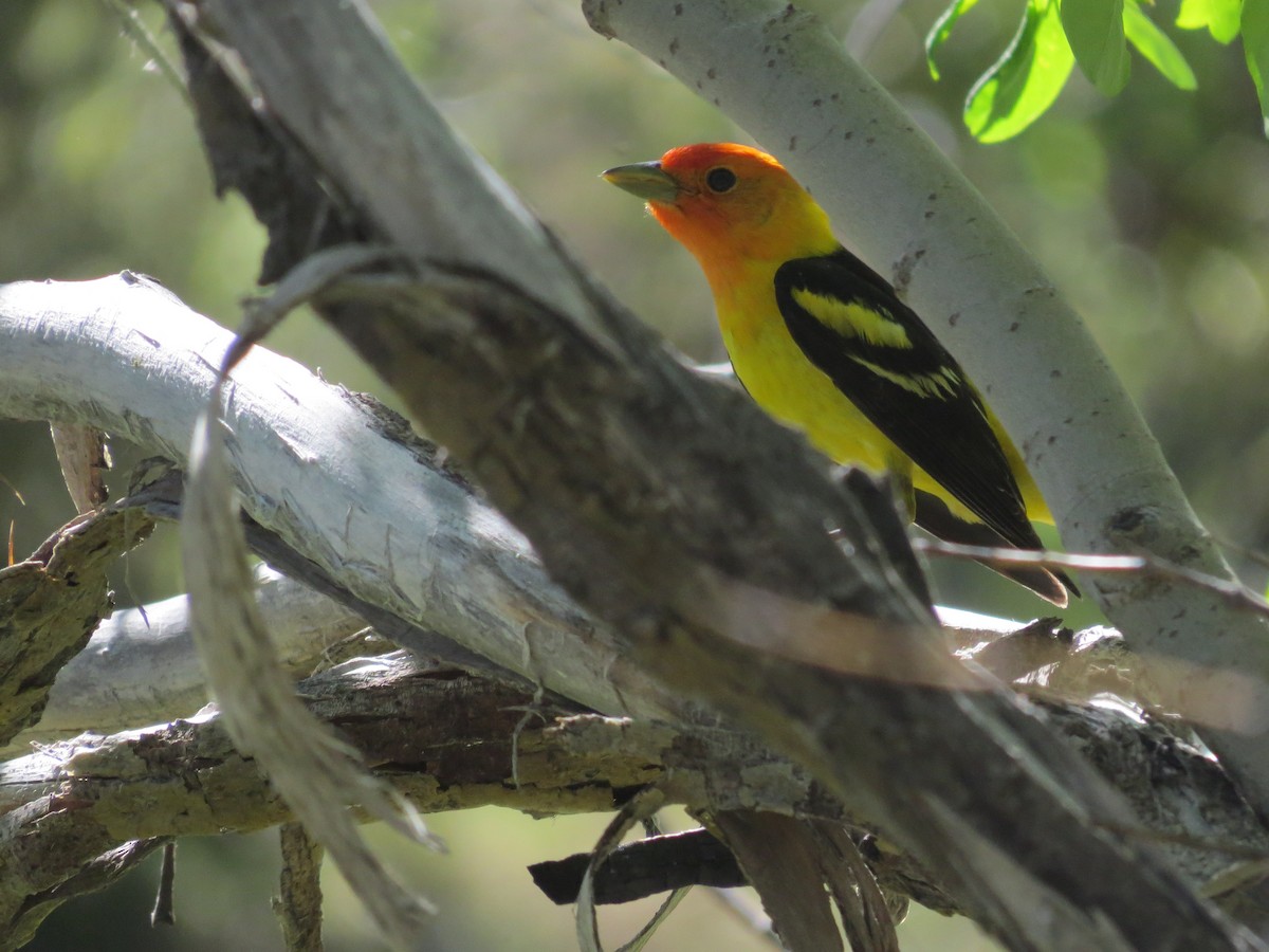 Western Tanager - ML128411101