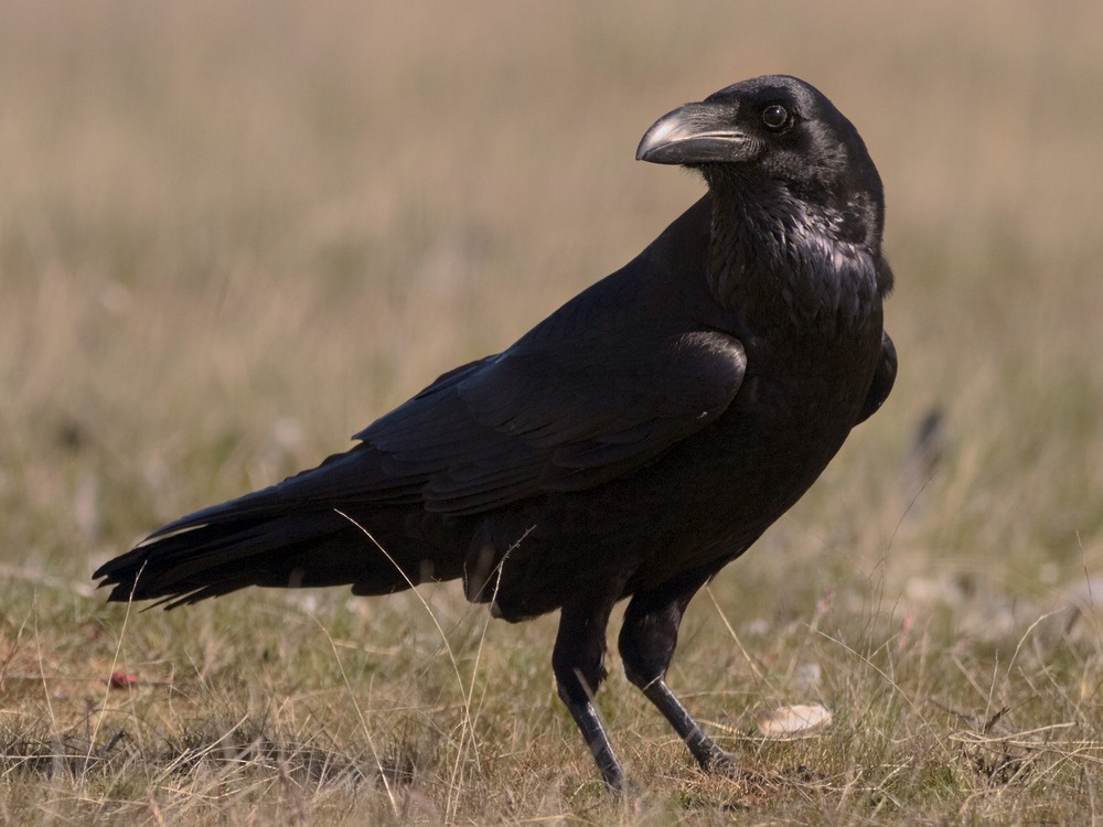 Common Raven - Juan Parra Caceres