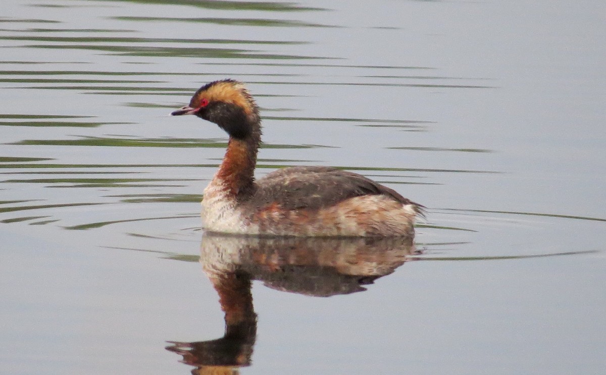 Horned Grebe - Lois Stacey