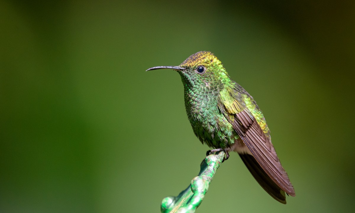 kolibřík měděnohlavý - ML128414081