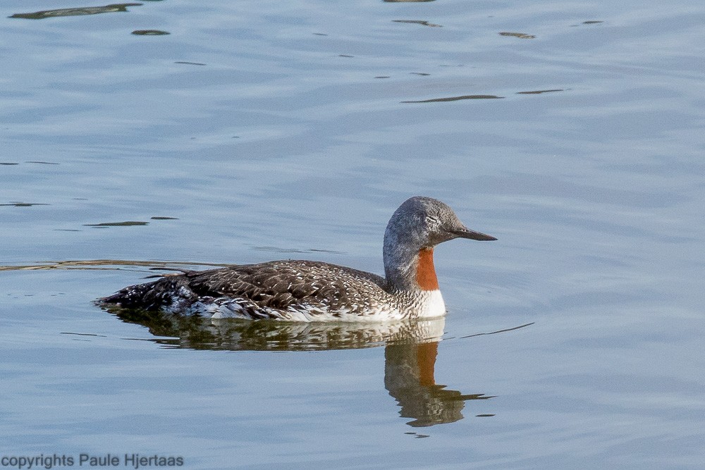 Red-throated Loon - ML128414771