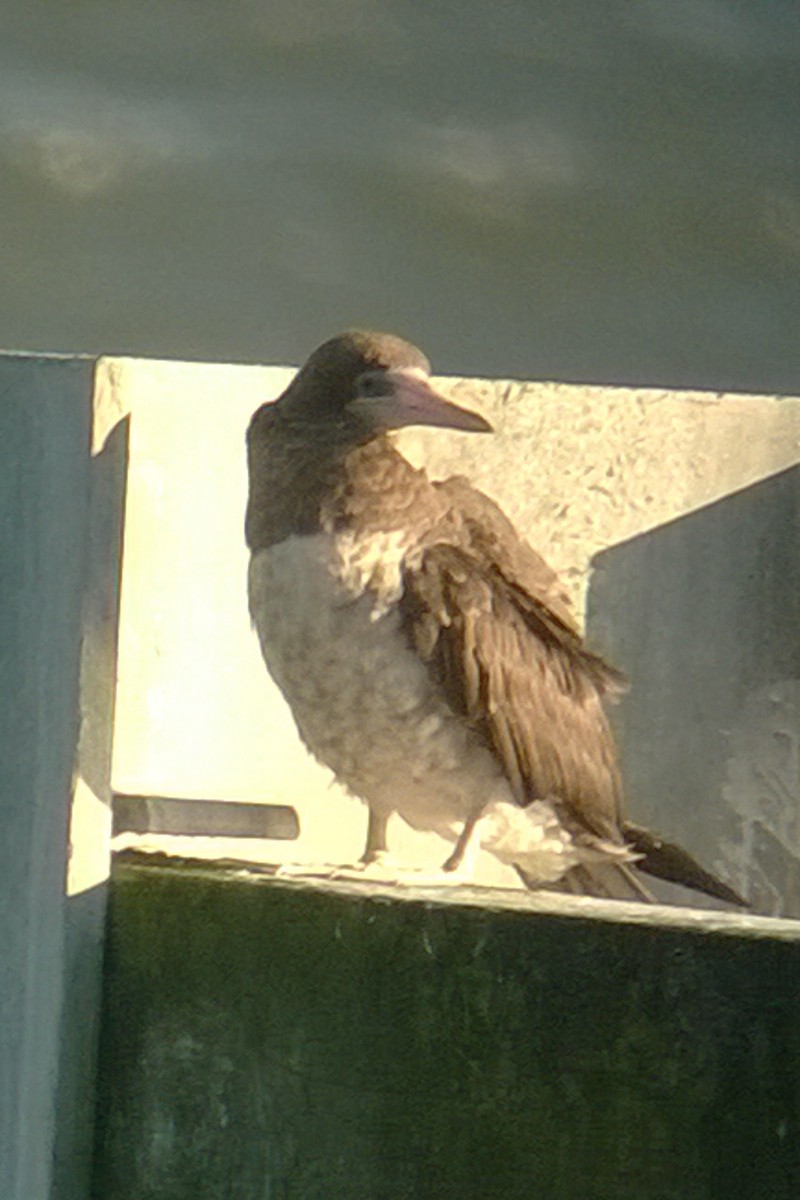 Brown Booby - ML128416481