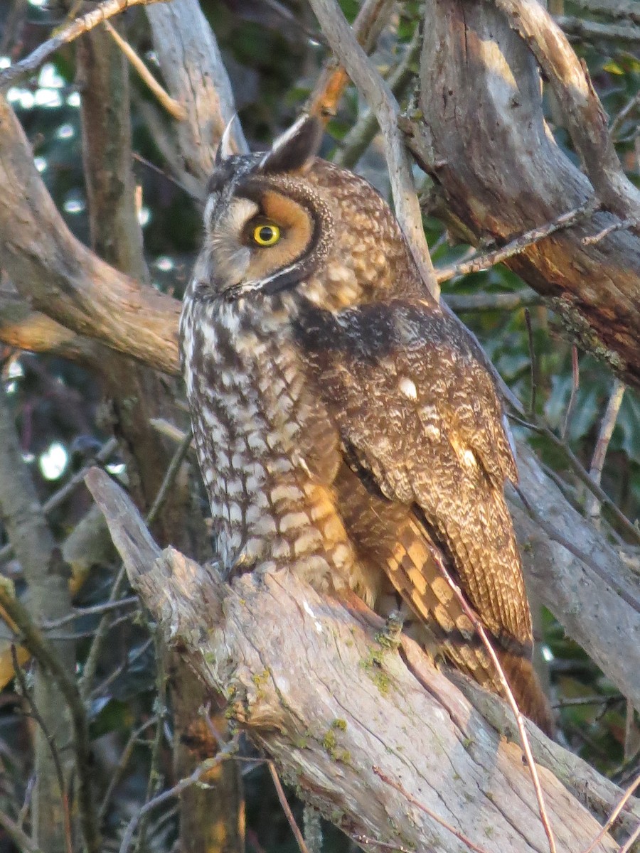 Long-eared Owl - ML128416491