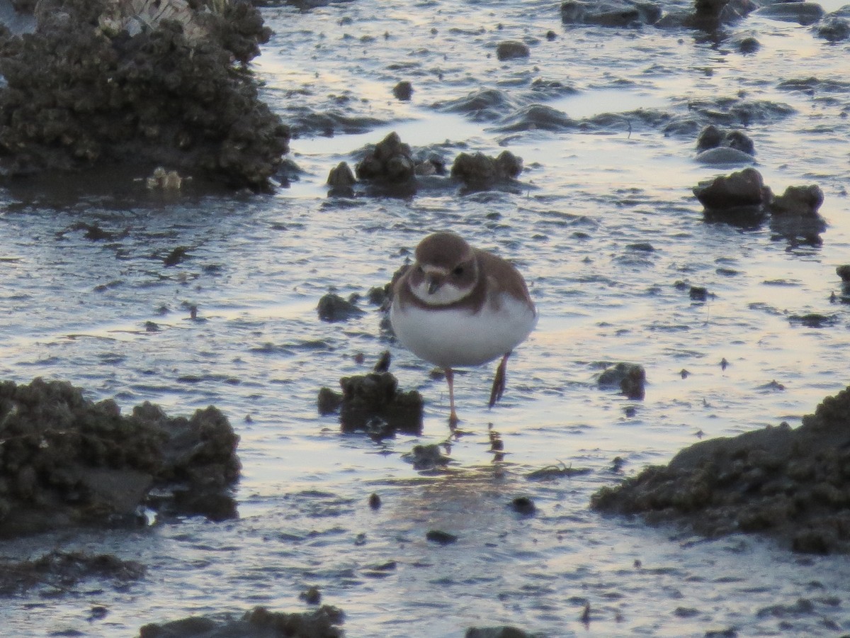 Semipalmated Plover - ML128416511
