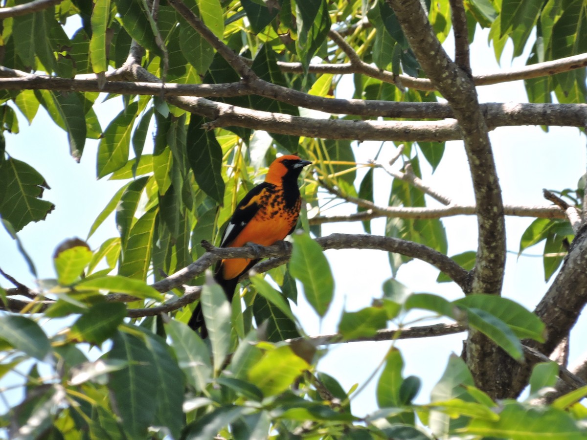 Spot-breasted Oriole - Alison Mews