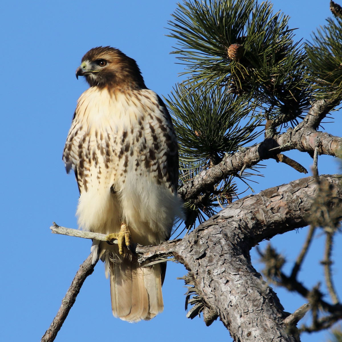 Red-tailed Hawk - ML128419891