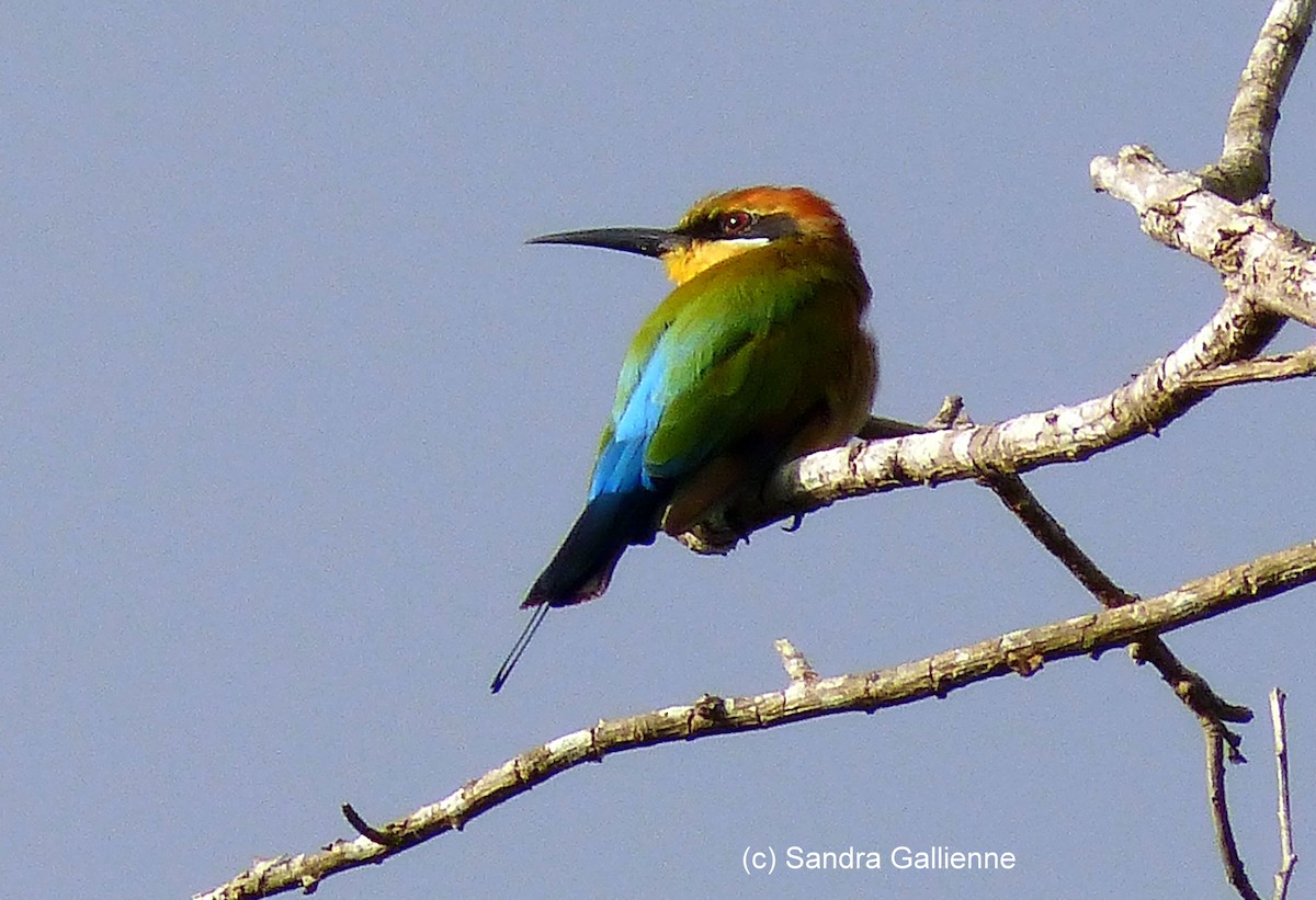 Rainbow Bee-eater - ML128420261
