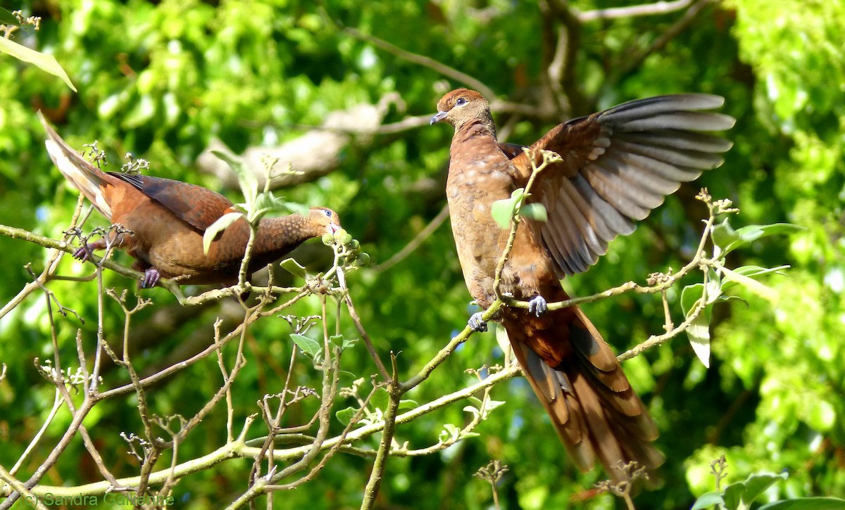 Brown Cuckoo-Dove - ML128422071