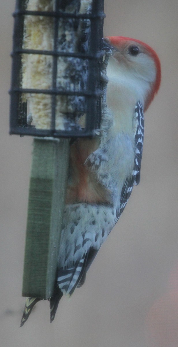 Red-bellied Woodpecker - ML128422661