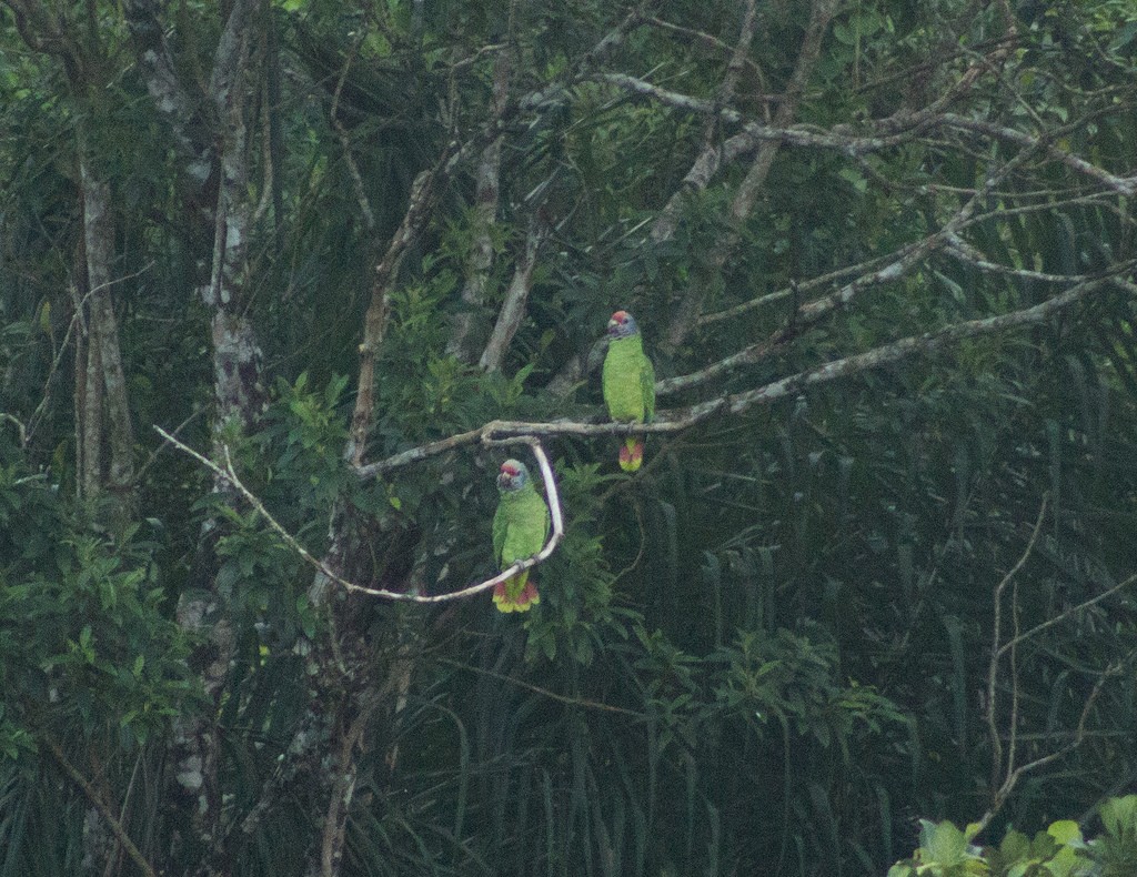 Red-tailed Parrot - ML128432161