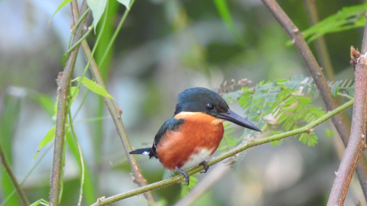 American Pygmy Kingfisher - Angel Fong (Go Bird Honduras)