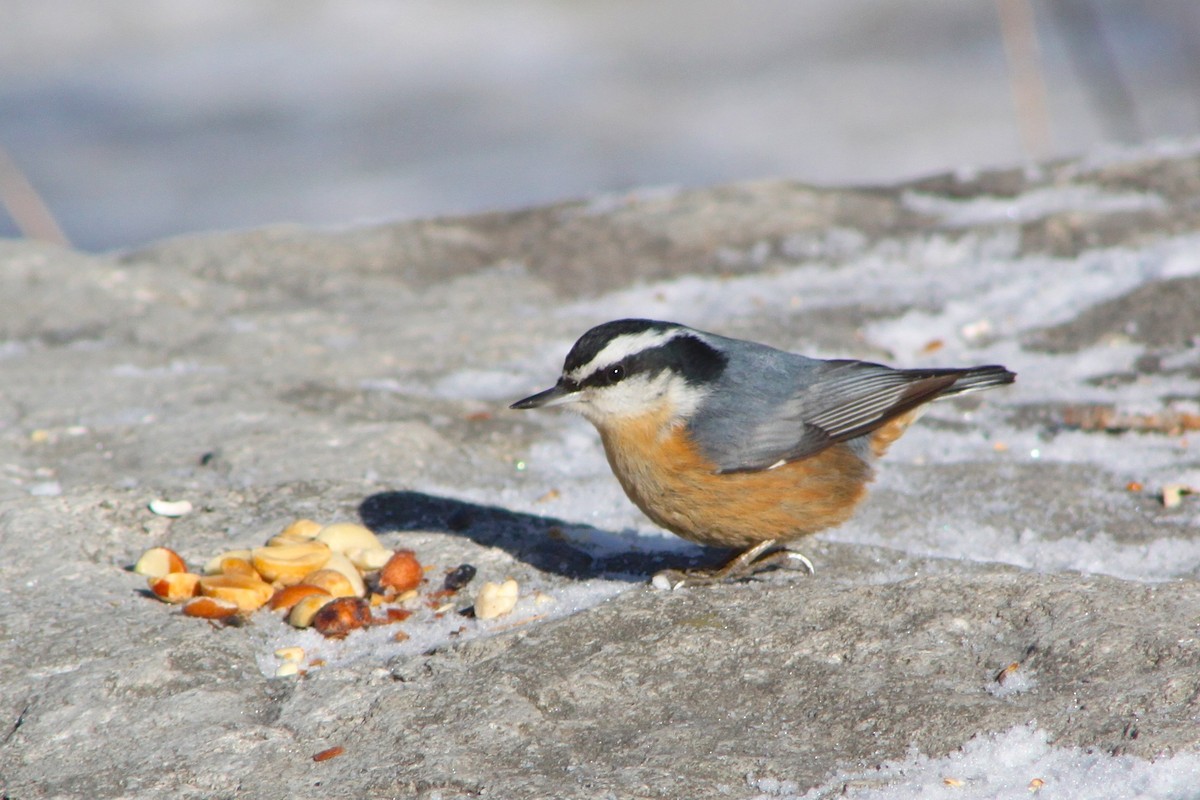 Red-breasted Nuthatch - ML128435051
