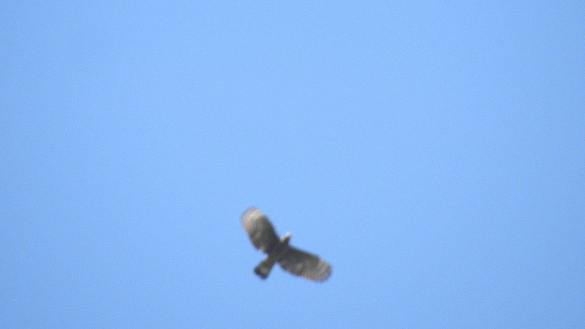 Hook-billed Kite - Angel Fong (Go Bird Honduras)