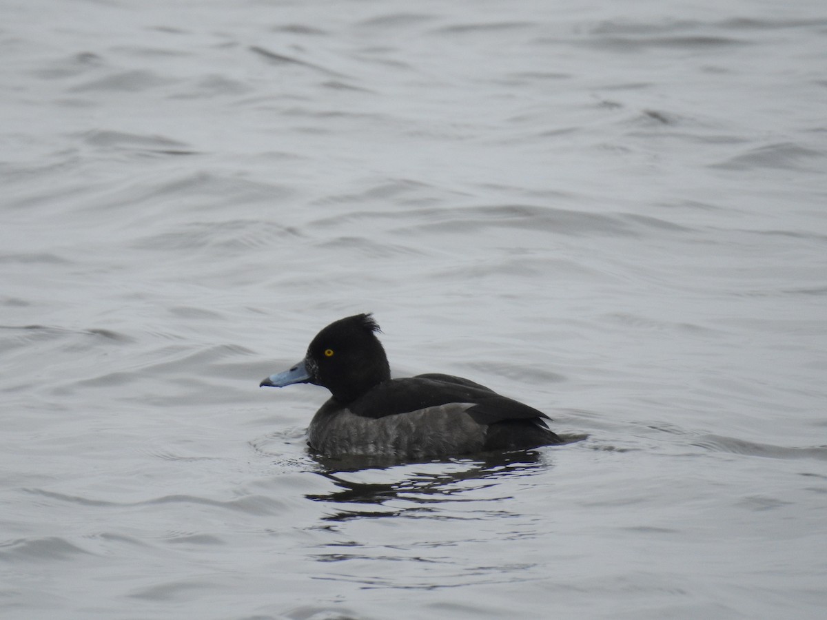 Tufted Duck - ML128438161
