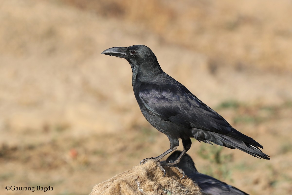 Large-billed Crow - ML128438821