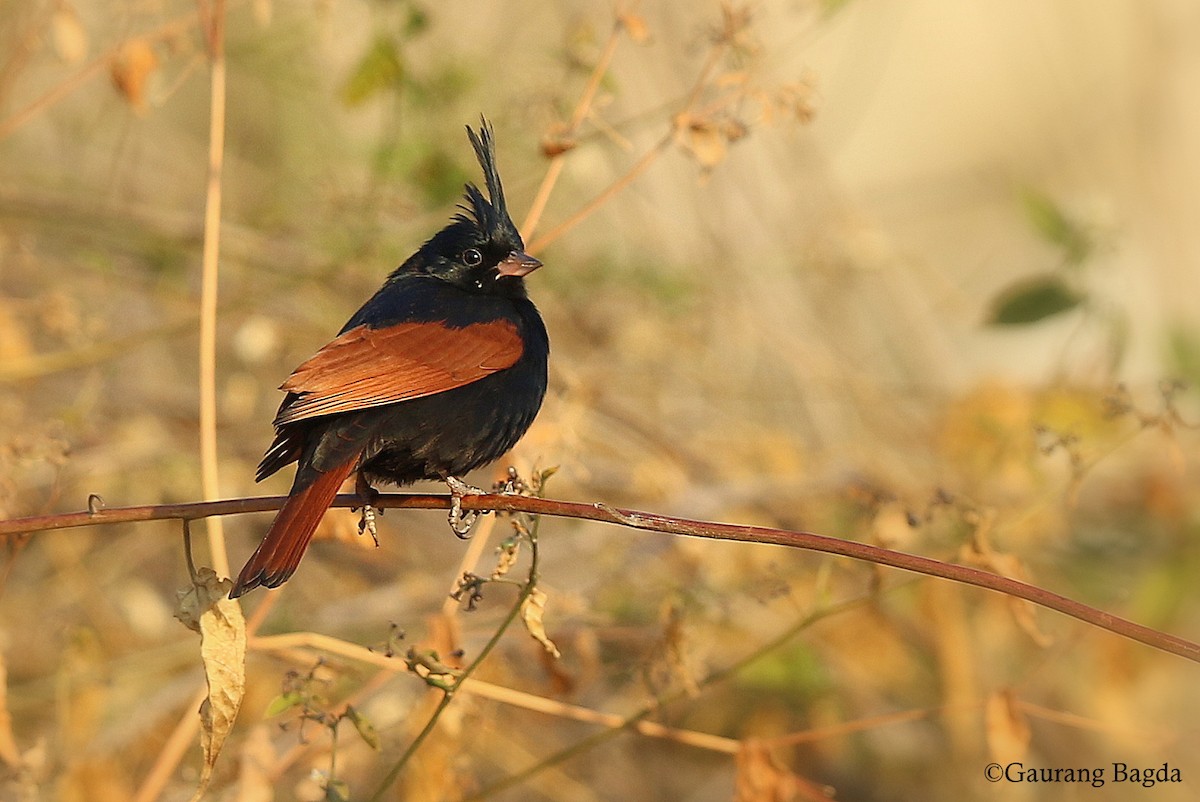 Crested Bunting - ML128439751
