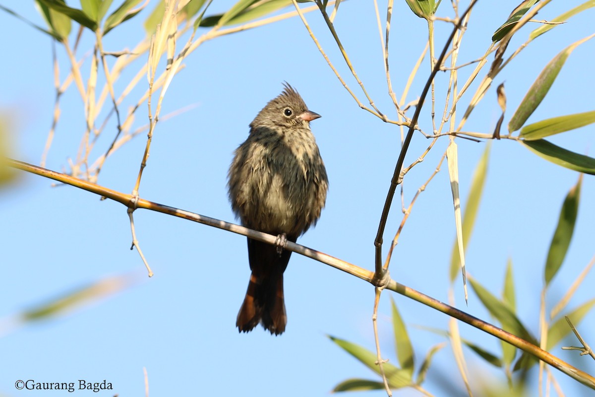 Crested Bunting - ML128439781