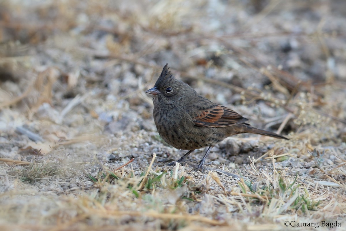 Crested Bunting - ML128439821