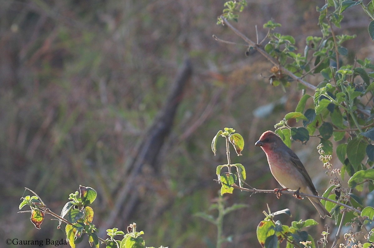 Common Rosefinch - Gaurang Bagda