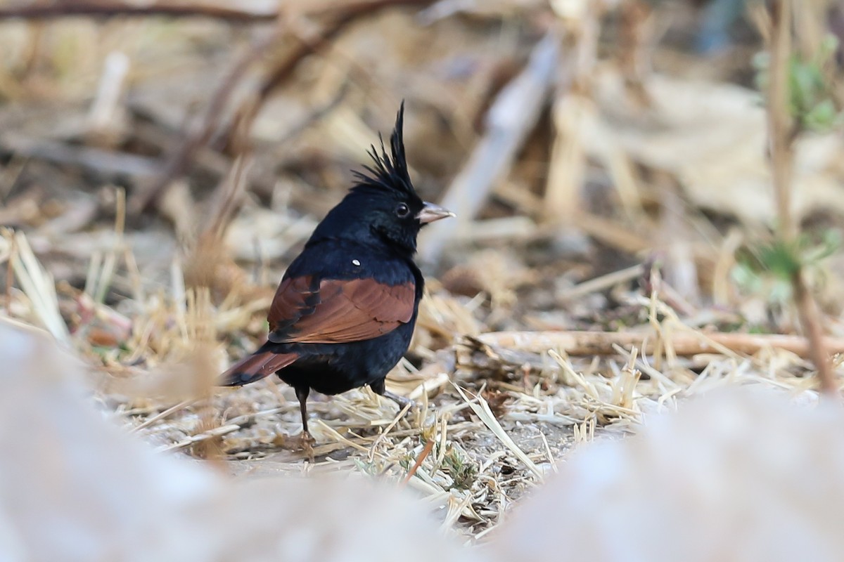 Crested Bunting - ML128440041