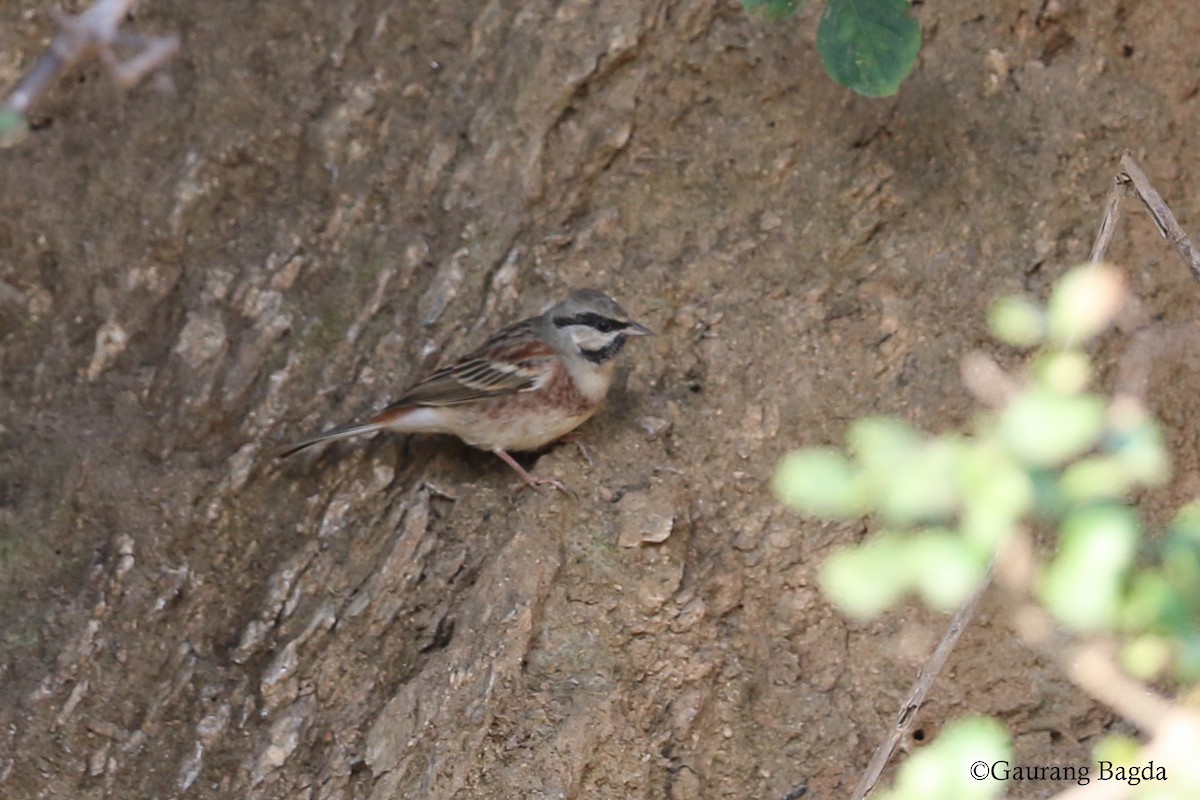 White-capped Bunting - ML128440761