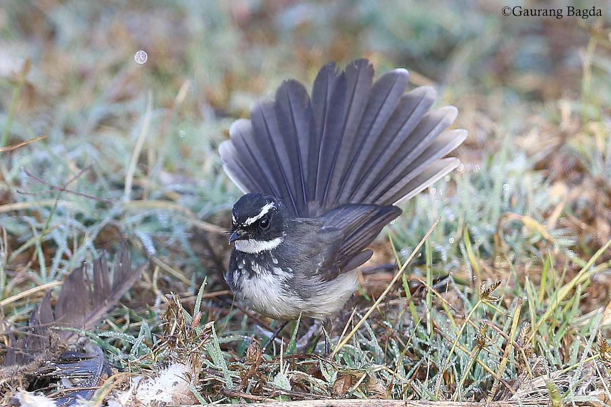 Spot-breasted Fantail - ML128440791