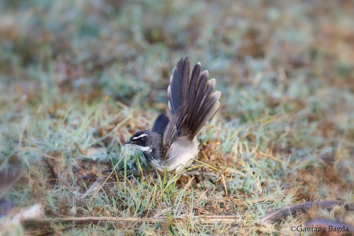 Spot-breasted Fantail - ML128440801